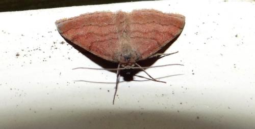 Réf. 256 479 : Scopula rubiginata